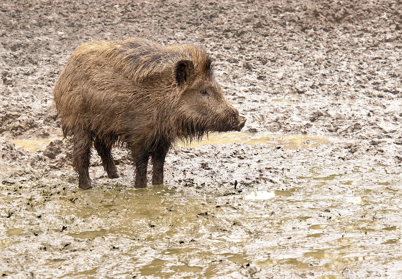5 Days Giant Tusker Wild Boar Night Stand Hunt – Antalya Private Tour