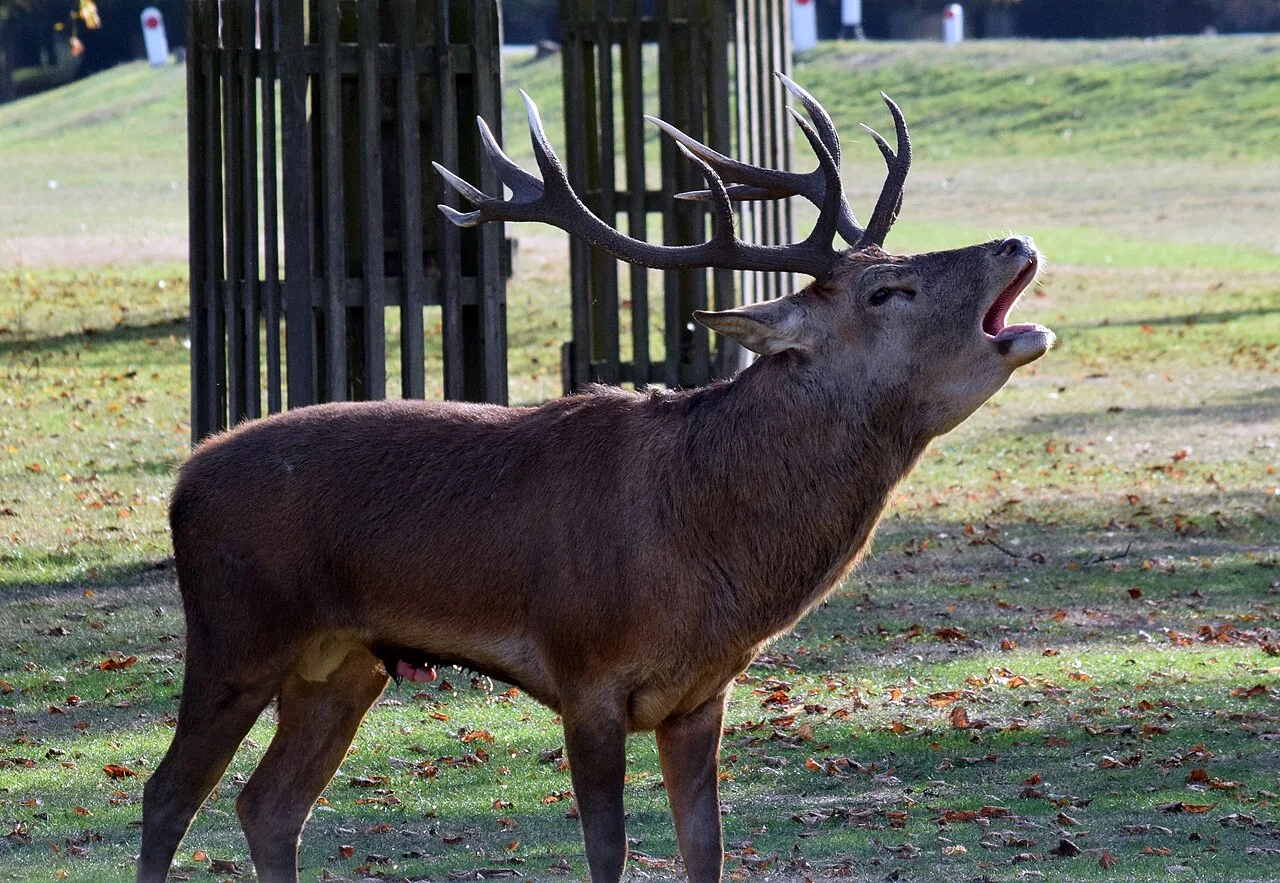 5 Days Red Stag Hunting Package in Ankara: Tekke National Park & Beypazari Private Tour — photo 2