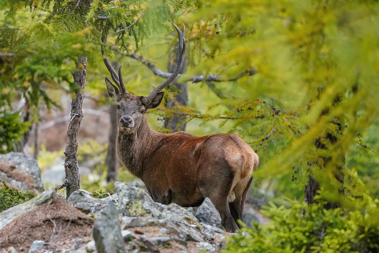 5 Days Red Stag Hunting Package in Ankara: Tekke National Park & Beypazari Private Tour — photo 4