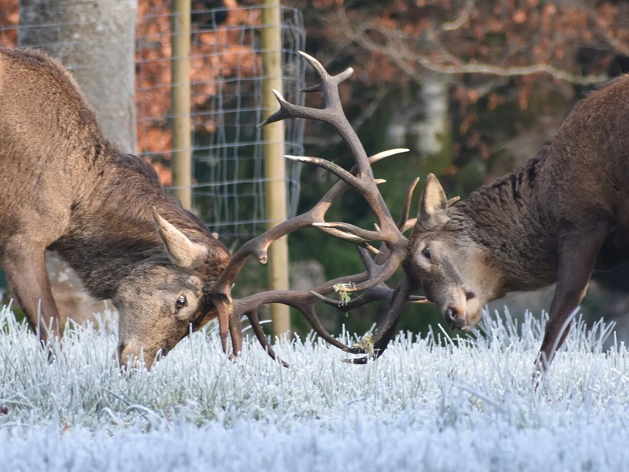 5 Days Red Stag Hunting Package in Ankara: Tekke National Park & Beypazari Private Tour — photo 6