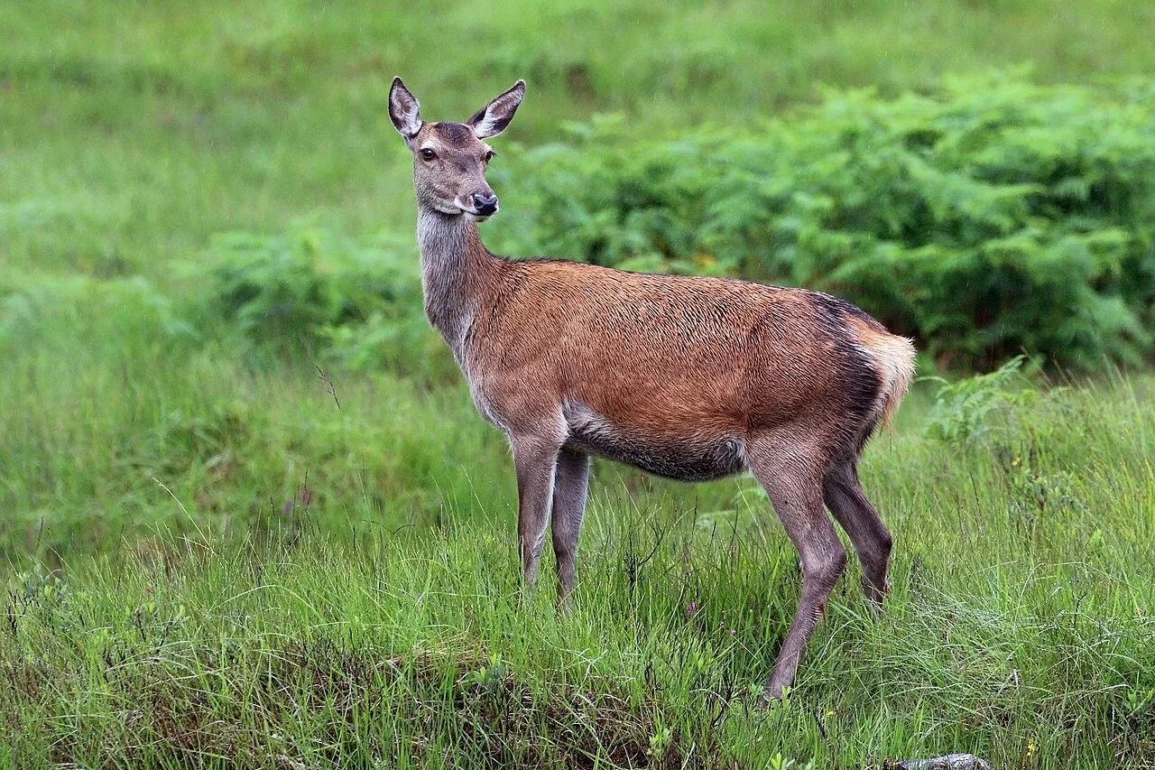 5 Days Red Stag Hunting Package in Ankara: Tekke National Park & Beypazari Private Tour — photo 8
