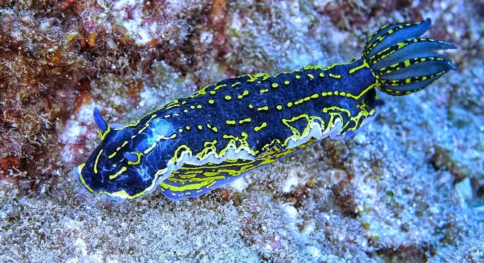 Diving Tour