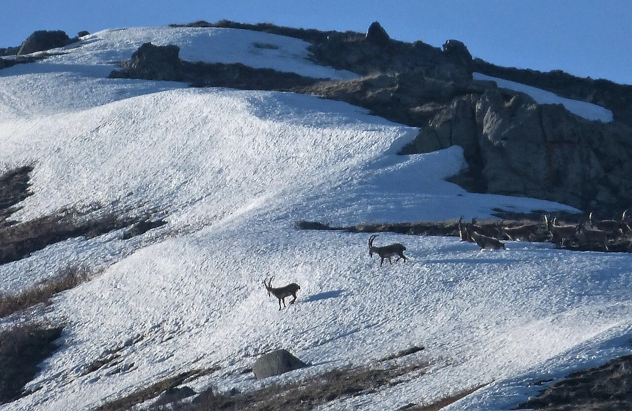6 Days Bezoar Ibex Hunting Package in Anamur with Antalya Airport Transfers Private Tour — photo 5