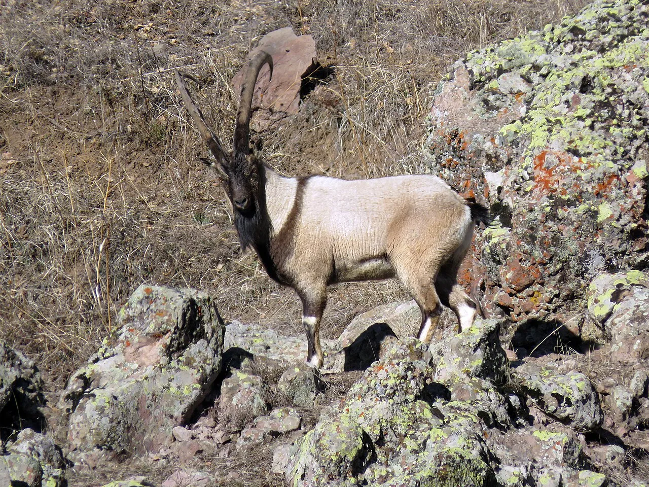 7 Days Bezoar Ibex Hunting in Anamur with Antalya Old Town & Duden Waterfalls Private Tour — photo 3
