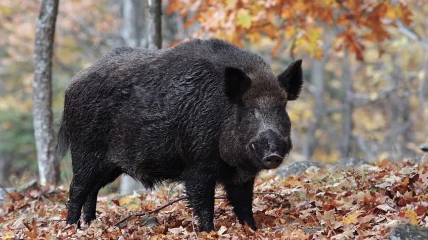 7 Days Finike Wild Boar Hunt & Antalya City Tour: Kaleici, Hadrian's Gate, Duden Private Tour — photo 2