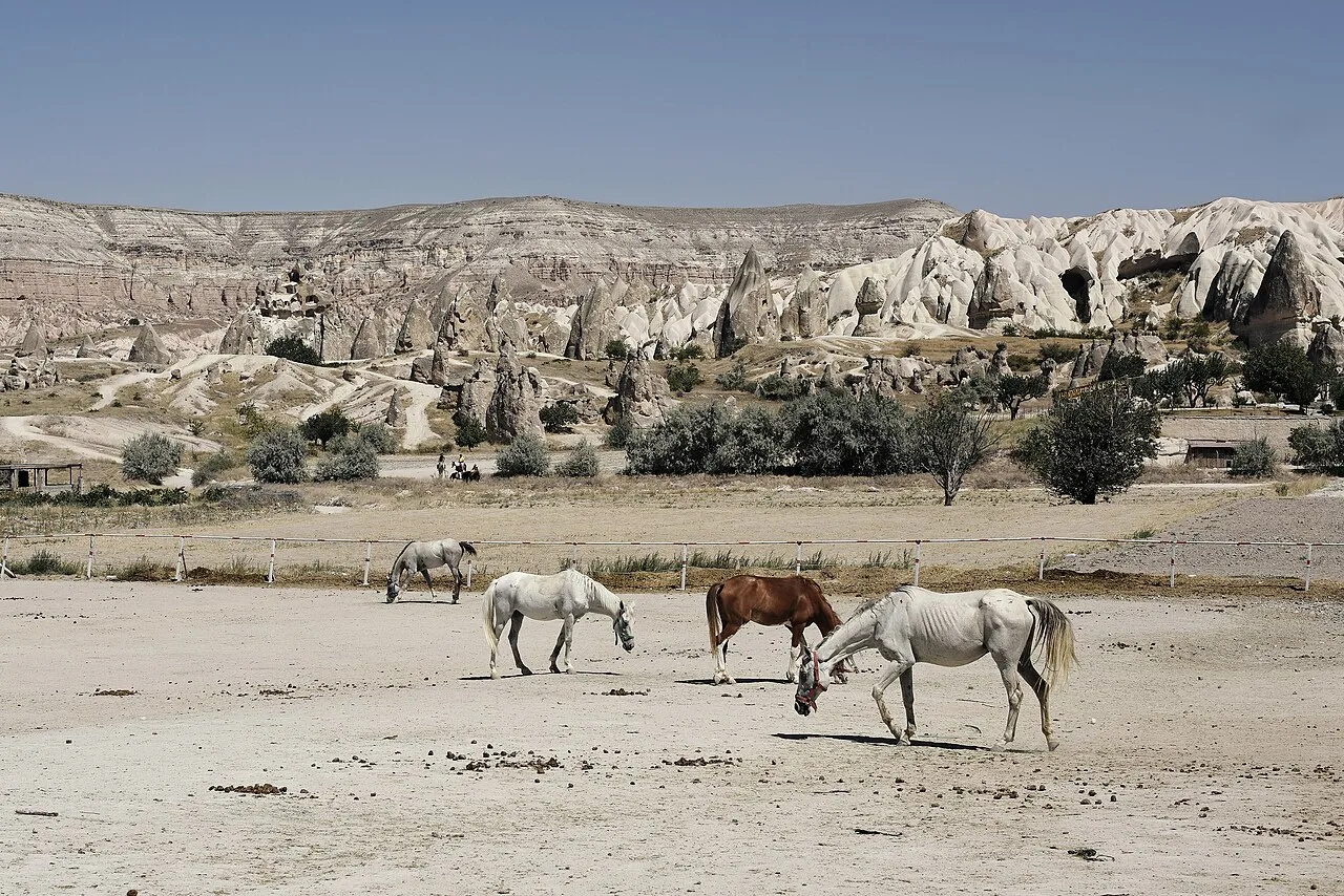 8 Days Cappadocia Yoga & Horse Camping Adventure Group Tour — photo 12
