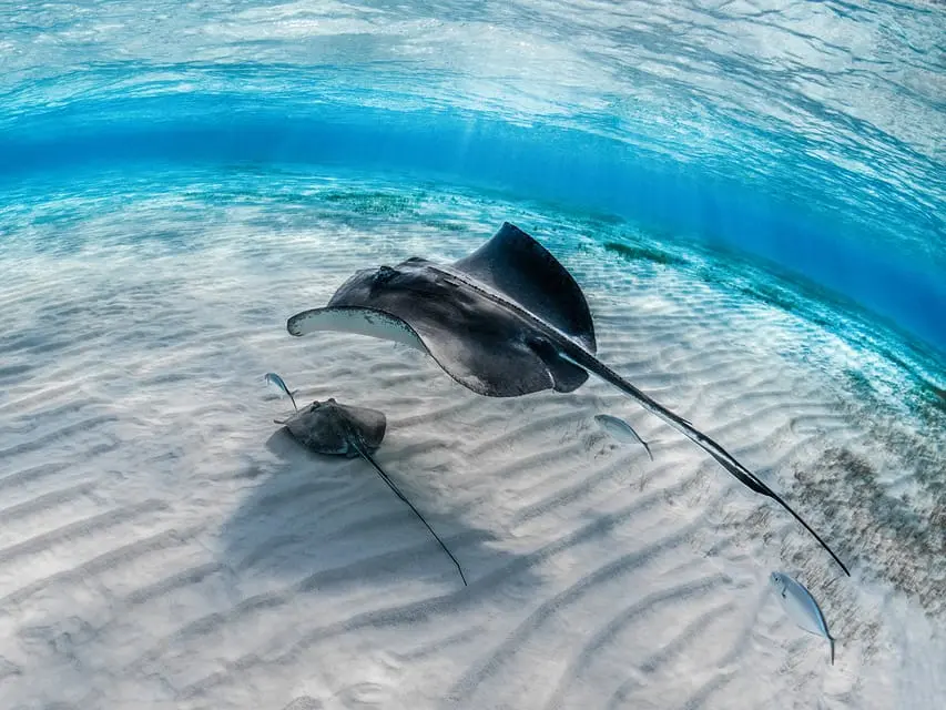 Diving Tour