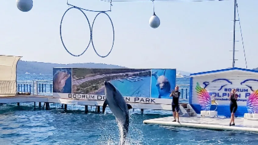 Bodrum Dolphin Show Tour — photo 2