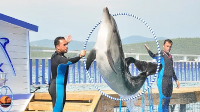 Bodrum Dolphin Show Tour — photo 3