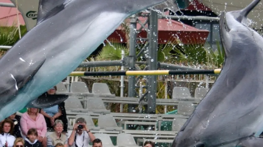 Bodrum Dolphin Show Tour — photo 6
