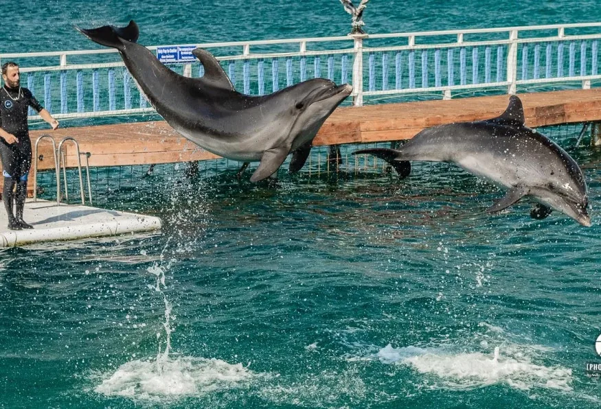Bodrum Dolphin Show Tour — photo 8