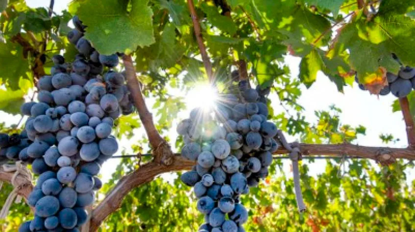 Wine Tasting Tour from Cappadocia – Local Vineyards & Turasan Winery (Shared)