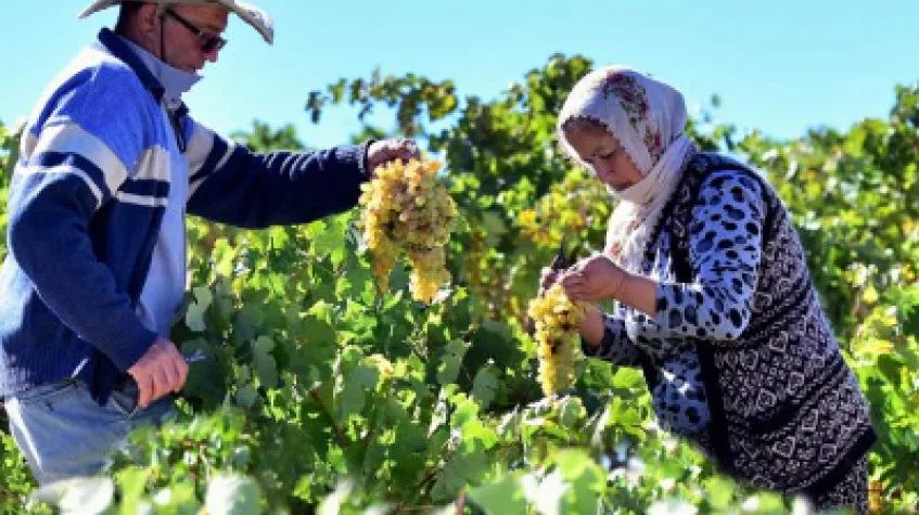 Wine Tasting Tour from Cappadocia – Local Vineyards & Turasan Winery (Private)