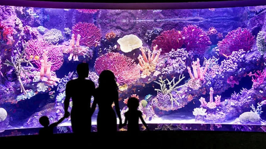 Antalya Aquarium Tour – Skip the Line Tunnel Aquarium (Shared)
