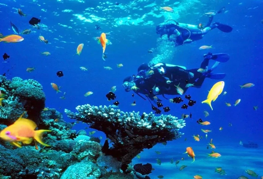 Antalya Aquarium Tour – Skip the Line Tunnel Aquarium (Private)
