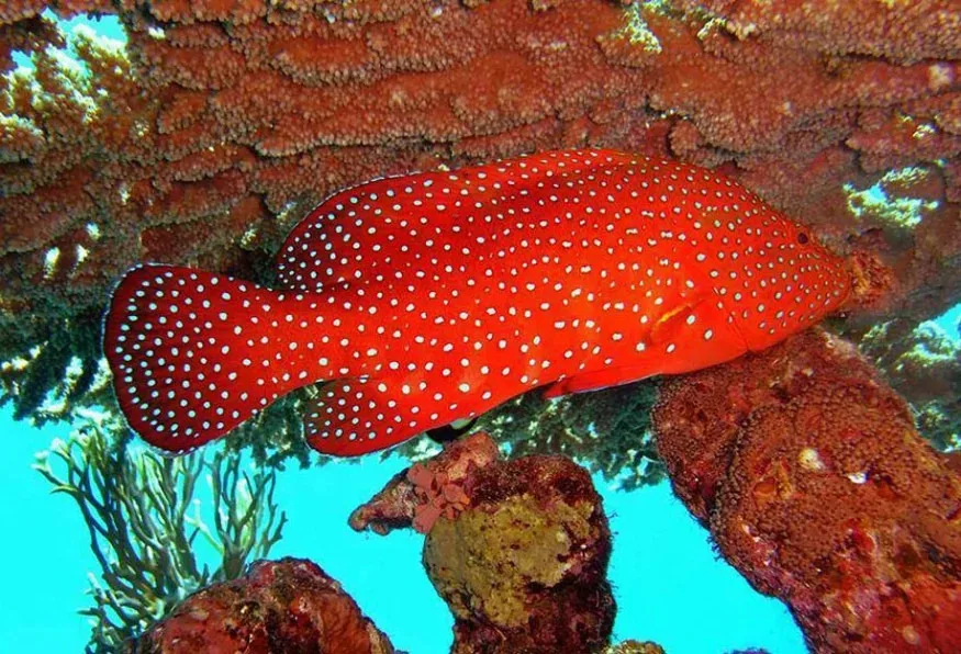 Antalya Aquarium Tour – Skip the Line Tunnel Aquarium (Shared) — photo 3