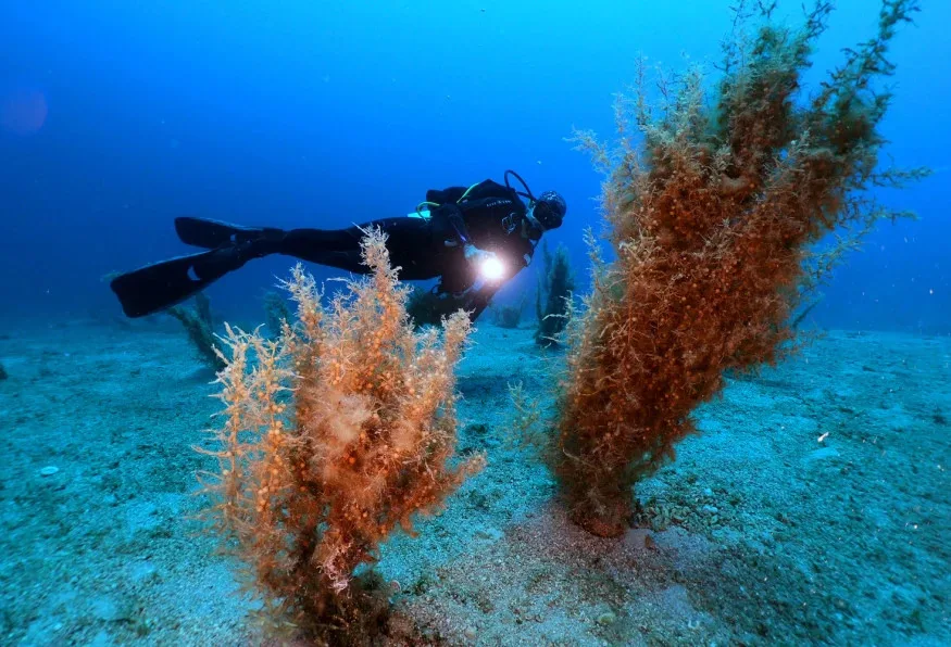 Daily Scuba Diving Tour from Didim – Boat Trip, Guided Dive & Lunch — photo 2
