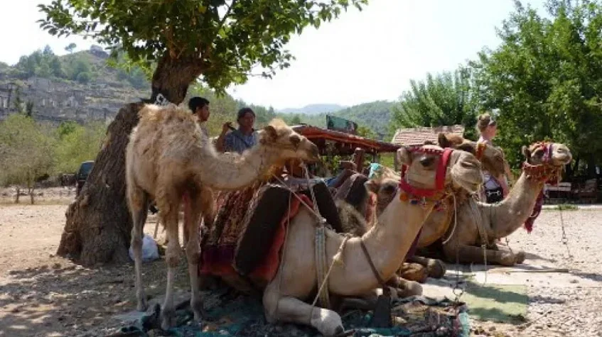 Daily Camel Riding Tour from Oludeniz — photo 4