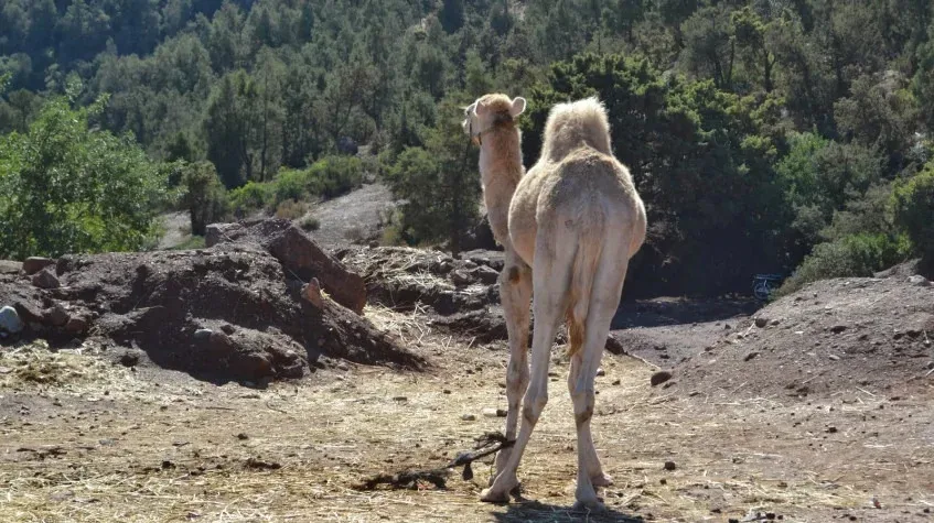 Daily Camel Riding Tour from Oludeniz — photo 5