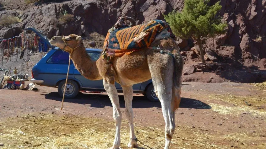 Daily Camel Riding Tour from Oludeniz — photo 8