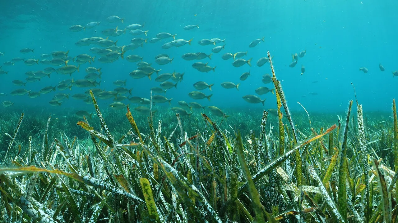 Daily Cesme Scuba Diving Tour from Cesme – Aegean Dive for All Levels — photo 7