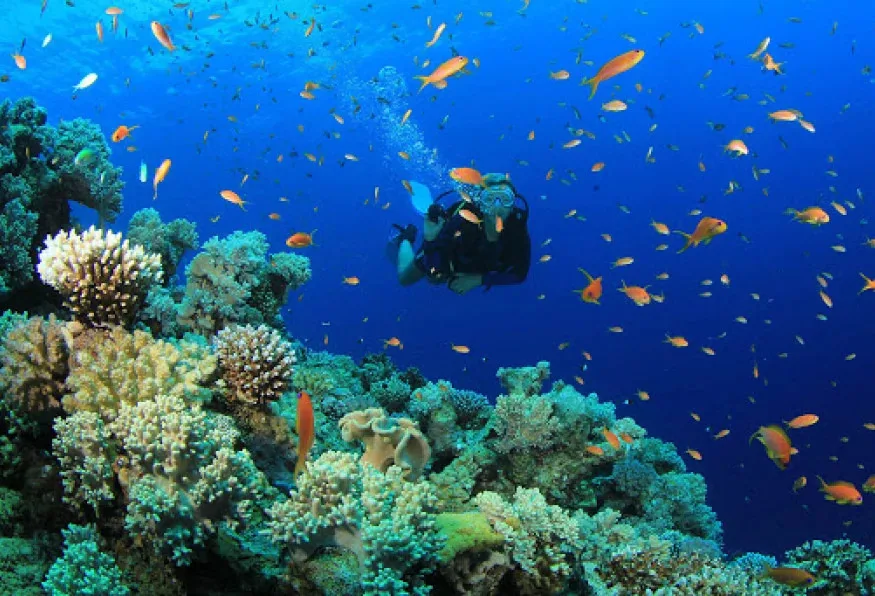 Daily Cesme Scuba Diving Tour from Cesme – Aegean Dive for All Levels — photo 2
