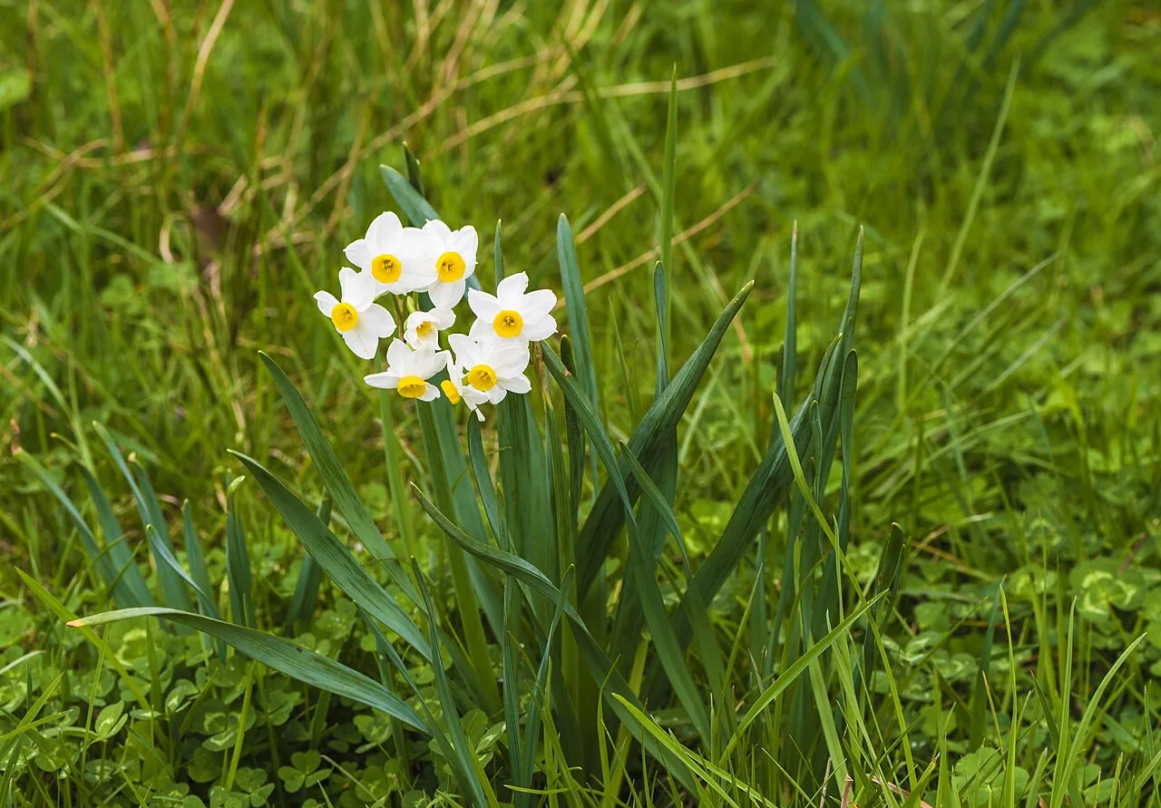 Daily Daffodil Picking Tour from Izmir – Bayindir Walk & Turan Village — photo 5