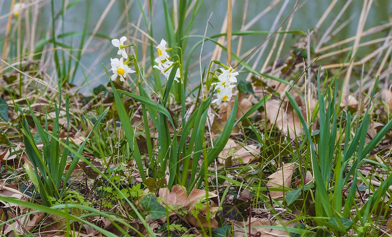 Daily Daffodil Picking Tour from Izmir – Bayindir Walk & Turan Village — photo 6