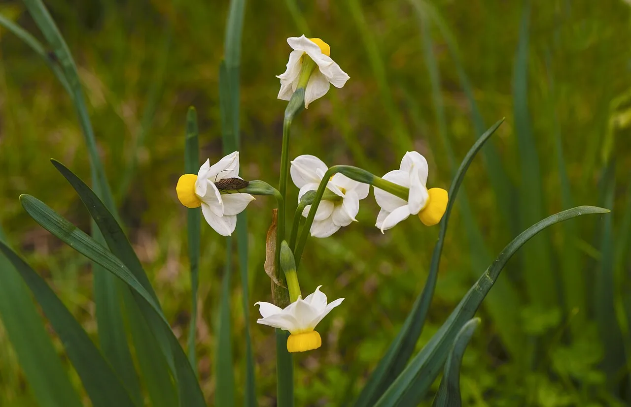 Daily Daffodil Picking Tour from Izmir – Bayindir Walk & Turan Village — photo 7