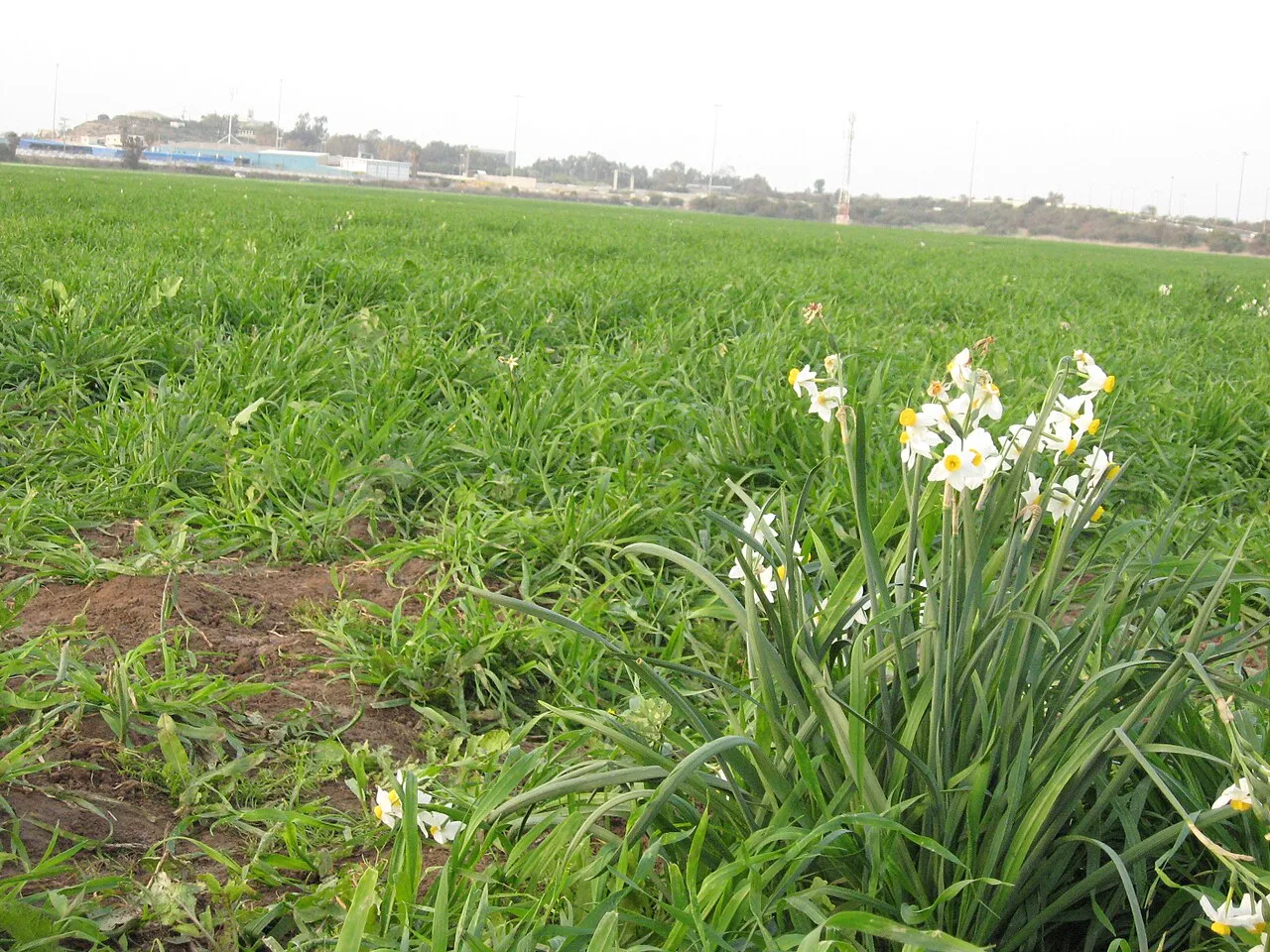 Daily Daffodil Picking Tour from Izmir – Bayindir Walk & Turan Village — photo 8