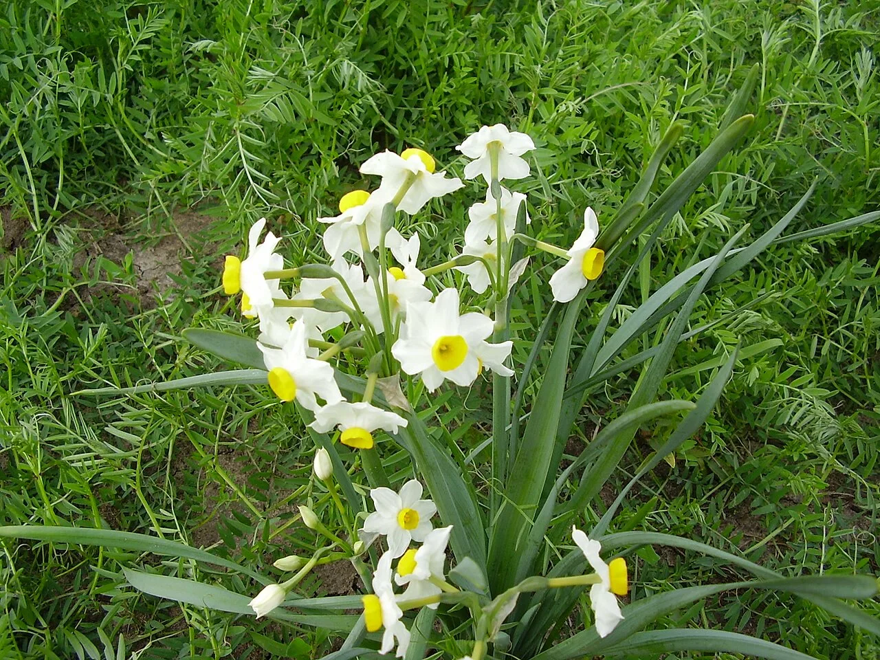 Daily Daffodil Picking Tour from Izmir – Bayindir Walk & Turan Village — photo 9