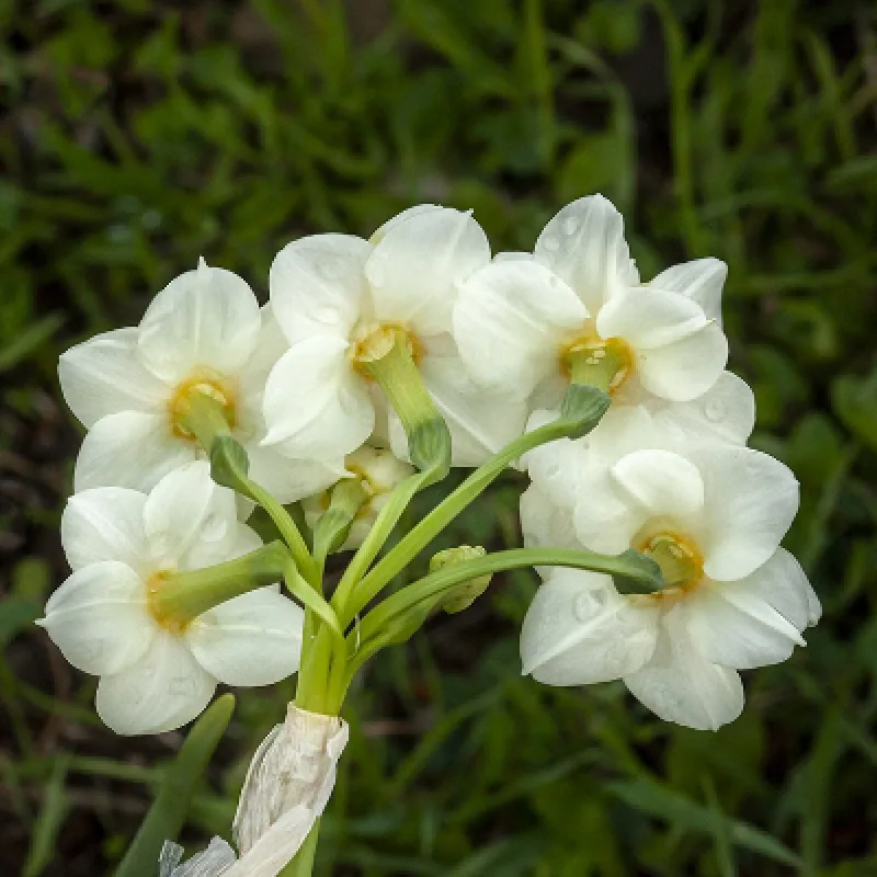 Daily Daffodil Picking Tour from Izmir – Bayindir Walk & Turan Village — photo 2