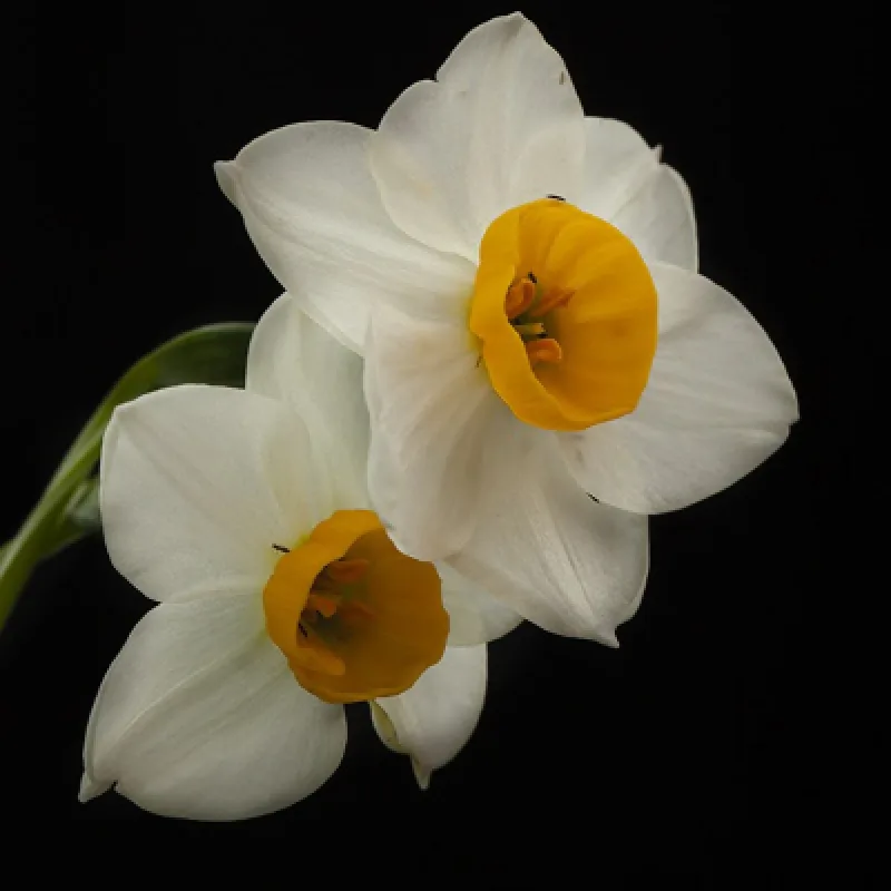 Daily Daffodil Picking Tour from Izmir – Bayindir Walk & Turan Village — photo 3