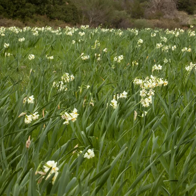 Daily Daffodil Picking Tour from Izmir – Bayindir Walk & Turan Village — photo 4