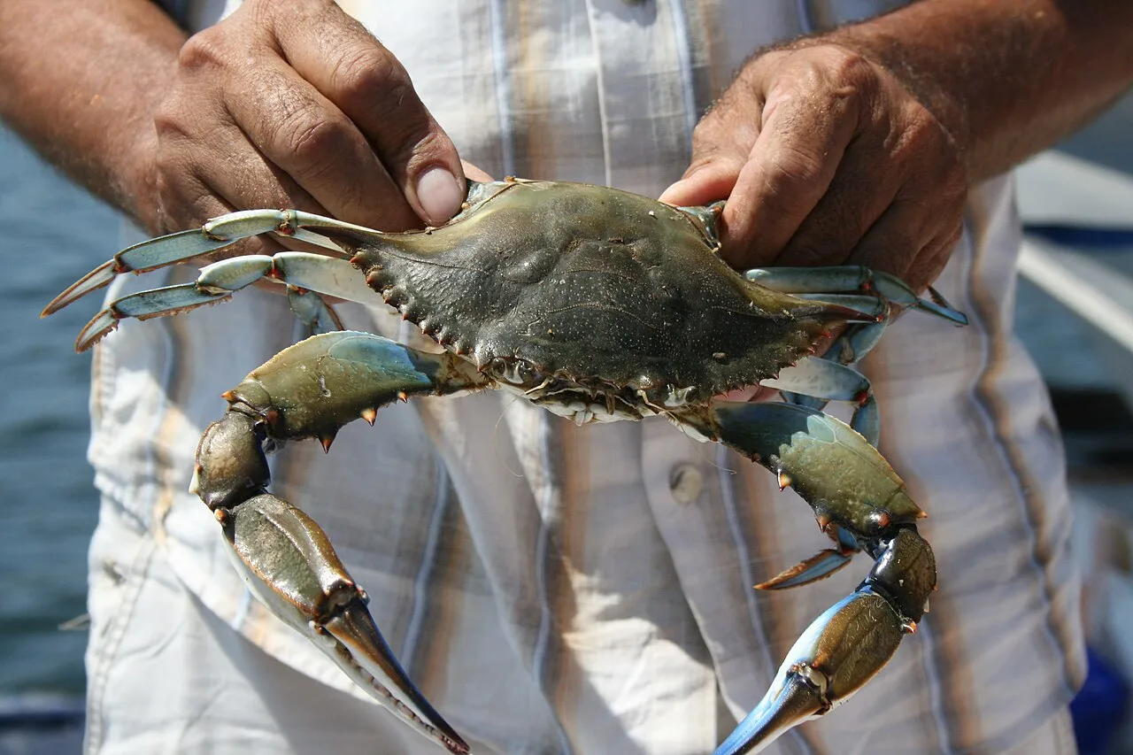Turkish Cooking Class Day Tour from Dalyan – Blue Crab & Zucchini Flowers — photo 4