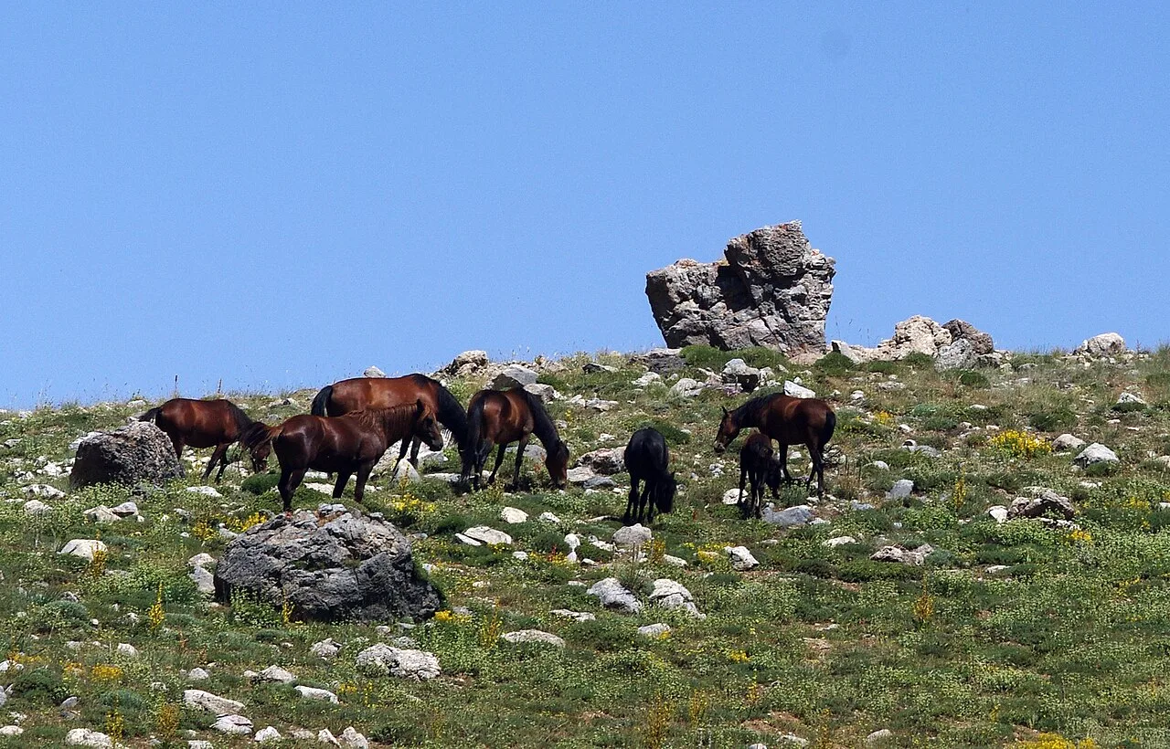 Daily Horse Safari Tour from Didim – Guided Countryside Horse Riding — photo 4