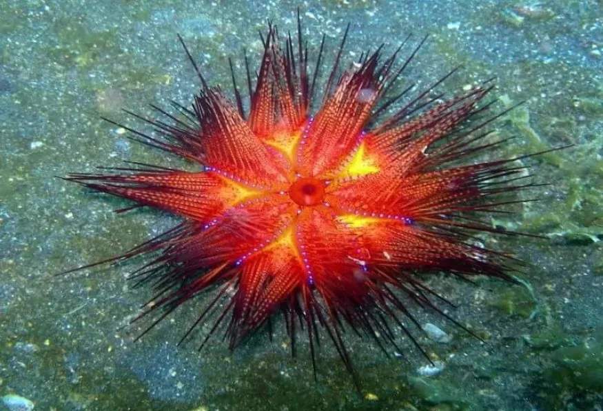 Daily Diving Tour from Kemer – Scuba for All Levels — photo 4