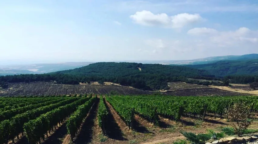 Daily Edirne Tekirdag Wine Tasting Tour — photo 4