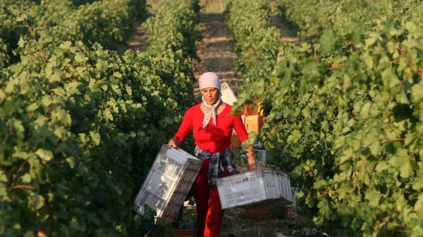 Daily Edirne Tekirdag Wine Tasting Tour — photo 6