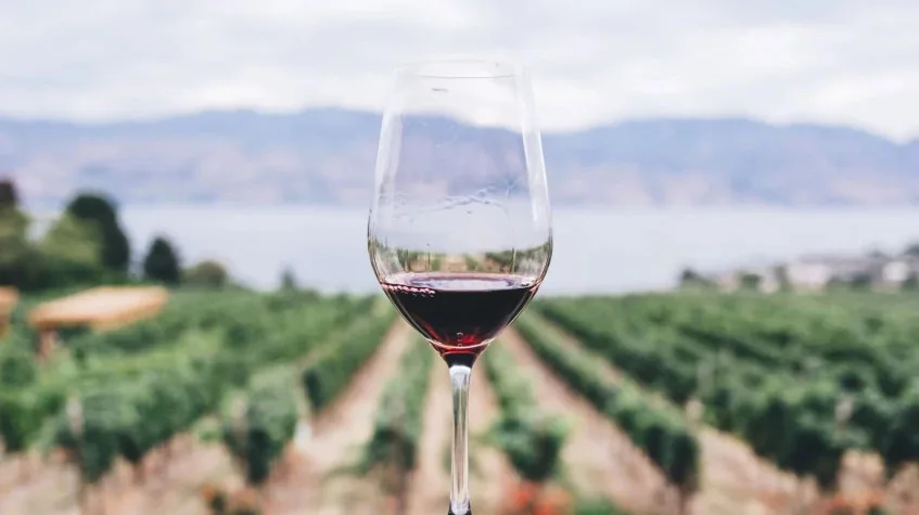Daily Edirne Tekirdag Wine Tasting Tour — photo 8