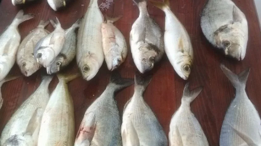 Daily Fishing Tour Bodrum