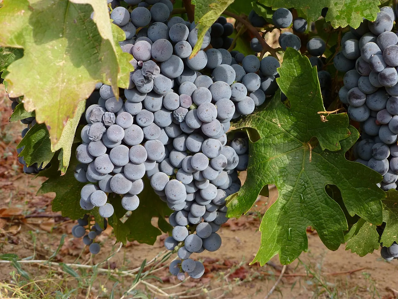 Daily Grape Harvest Tour from Cappadocia – Jeep Ride & Pekmez Making (Shared) — photo 7