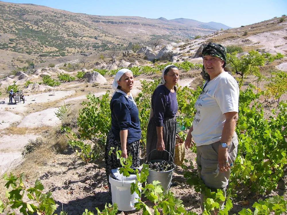 Daily Grape Harvest Tour from Cappadocia – Jeep Ride & Pekmez Making (Shared) — photo 8