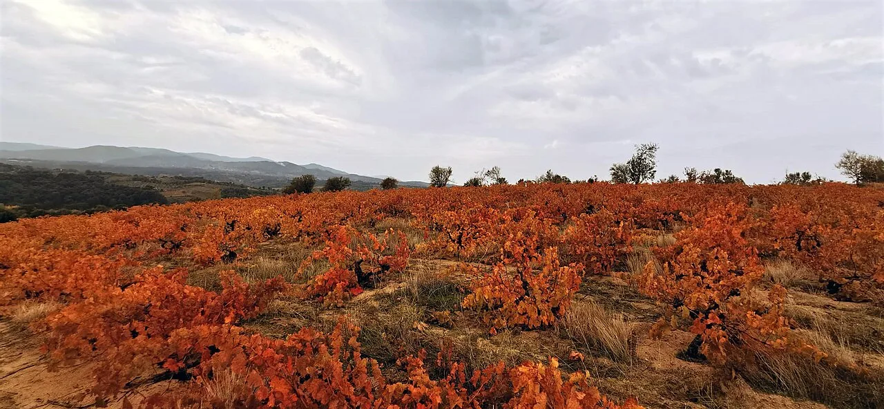 Daily Grape Harvest Tour from Cappadocia – Jeep Ride & Pekmez Making (Shared) — photo 10