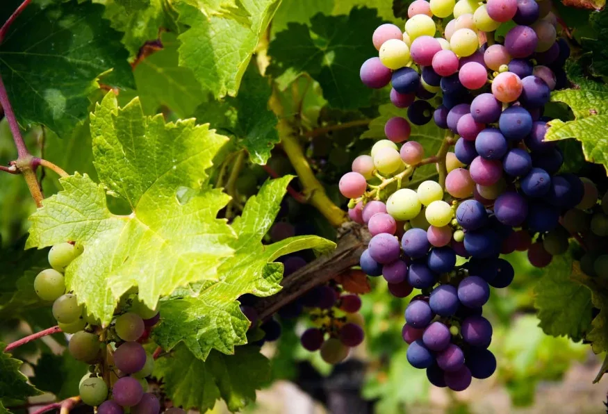 Daily Grape Harvest Tour from Cappadocia – Jeep Ride & Pekmez Making (Shared) — photo 2