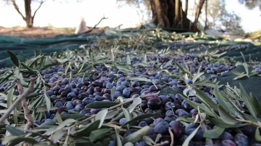 Daily Hatay Olive Oil Tasting Tour – Private Culinary Experience — photo 2