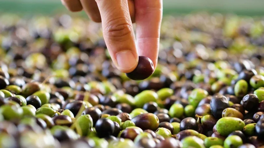 Daily Hatay Olive Oil Tasting Tour – Private Culinary Experience — photo 4