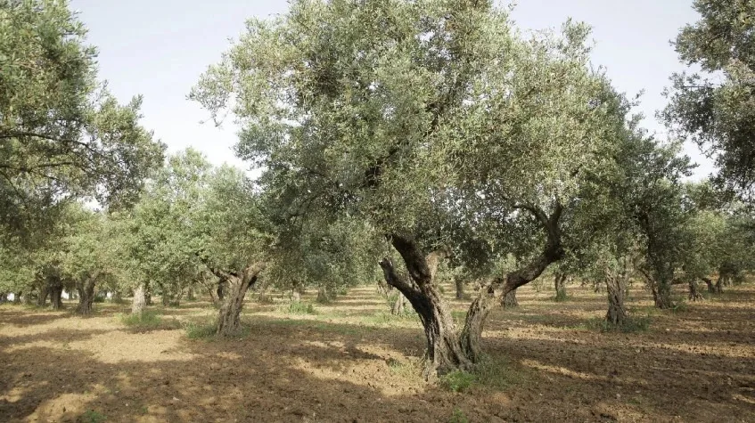Daily Hatay Olive Oil Tasting Tour – Private Culinary Experience — photo 5
