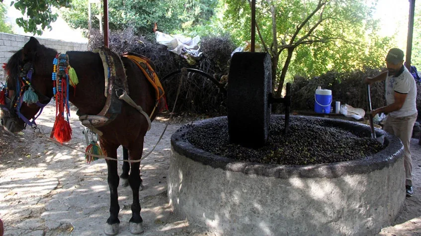 Daily Hatay Olive Oil Tasting Tour – Private Culinary Experience — photo 7