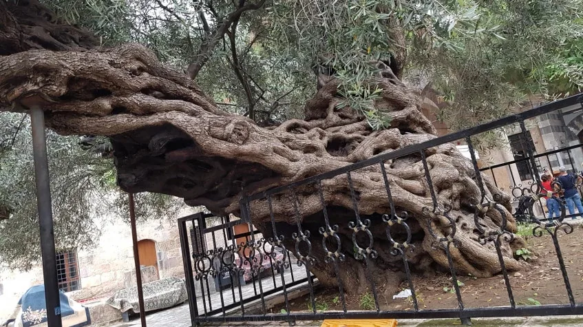 Daily Hatay Payas Tour — photo 4